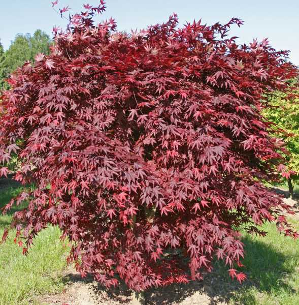 Roter Fächerahorn 'Bloodgood' • Acer palmatum 'Bloodgood'