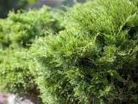 Pfitzerwacholder 'Mint Julep' • Juniperus media 'Mint Julep'