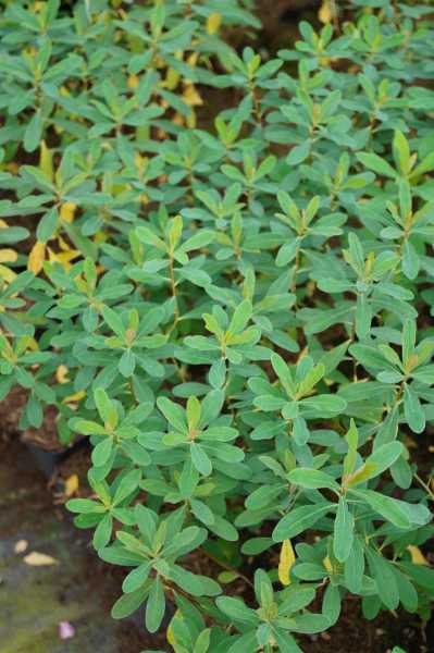 Braunrotblättrige Wolfsmilch 'Purpurea' • Euphorbia polychroma 'Purpurea'