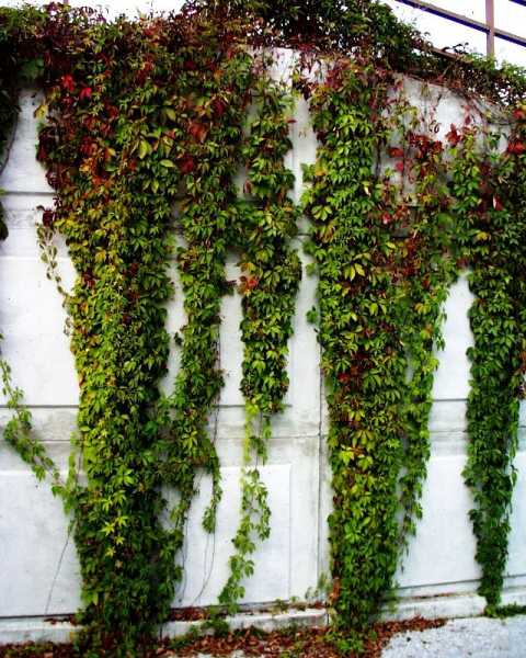 Wilder Wein • Parthenocissus quinquefolia