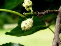 Weiße Maulbeere • Morus alba