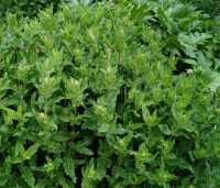 Garten-Blüten-Salbei Amethyst • Salvia nemorosa Amethyst