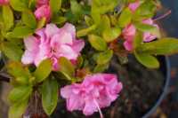 Japanische Azalee 'Rosinetta' • Rhododendron obtusum 'Rosinetta'
