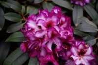 Rhododendron Hans Hachmann® • Rhododendron Hybride Hans Hachmann®