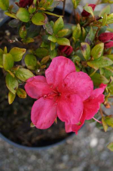 Japanische Azalee 'Purpurkissen' • Rhododendron obtusum 'Purpurkissen'