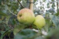 Apfelbaum Golden Delicious • Malus Golden Delicious
