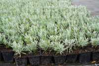 Weißblühender Lavendel 'Alba' • Lavandula angustifolia 'Alba'