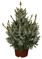 Kleine Serbische Fichte • Picea omorika Nana