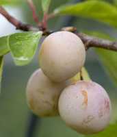 Mirabelle 'Von Metz' • Prunus domestica 'Von Metz'