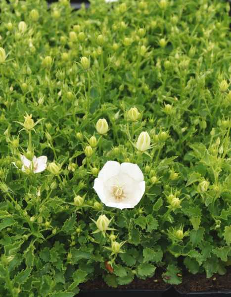 Weiße Glockenblume 'Weiße Clips' • Campanula carpatica 'Weiße Clips'