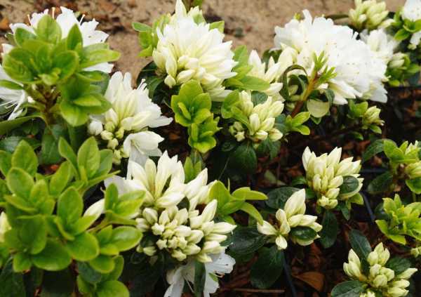 Rhododendron 'Kermesina Alba' • Rhododendron obtusum 'Kermesina Alba'