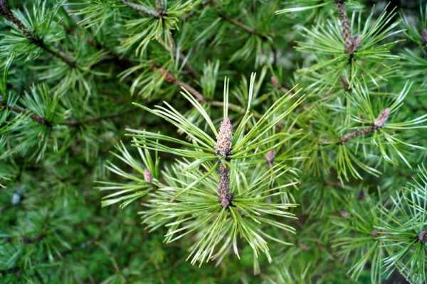 Pinus mugo Bergkiefer Latschenkiefer 30-40cm 