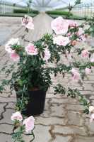 Roseneibisch Pink Chiffon • Hibiscus syriacus Pink Chiffon